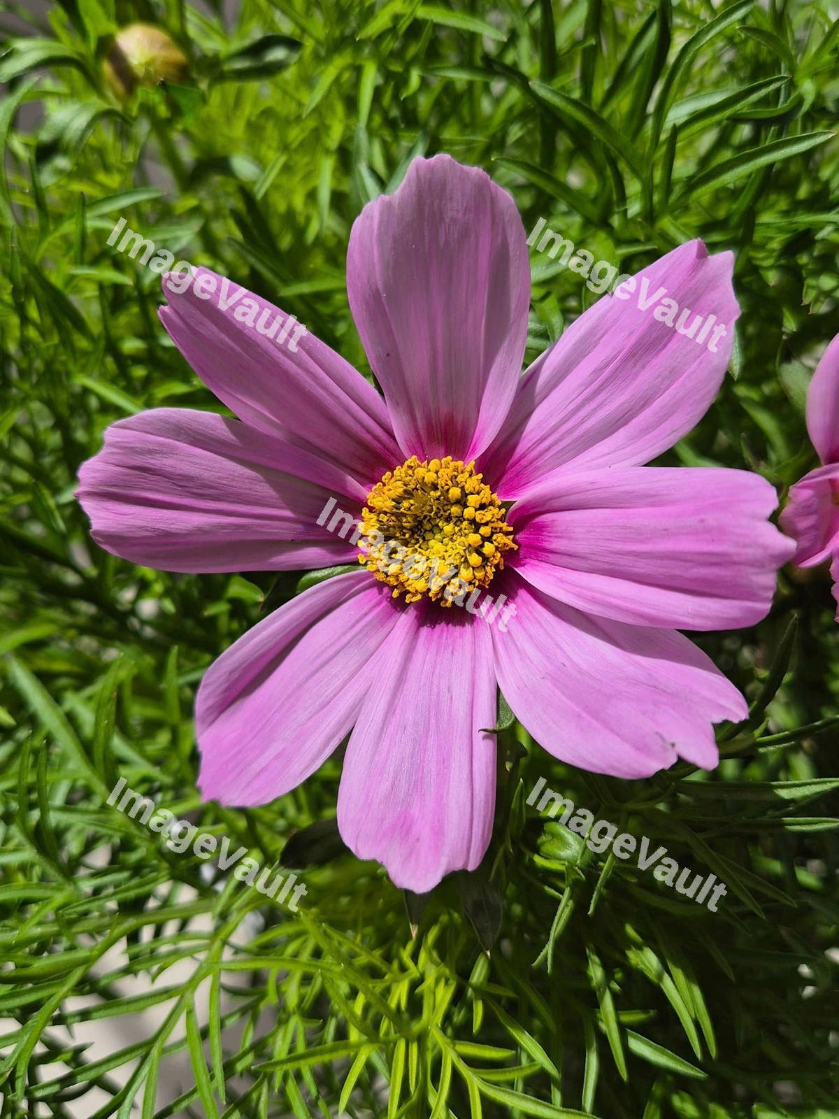Garden Cosmos Flower